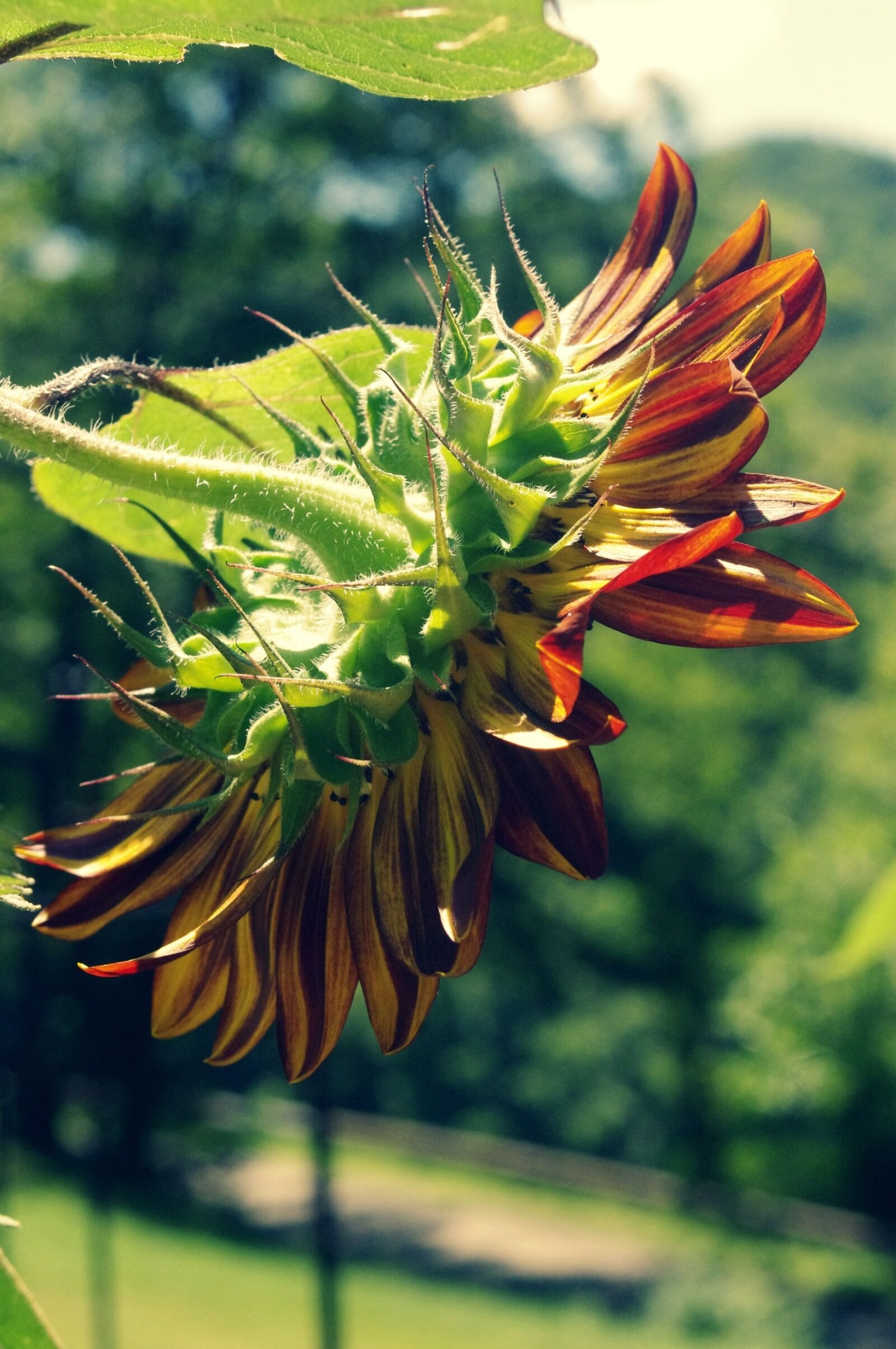 Pentax K-x sample photo. Sunflower, sun, nature photography