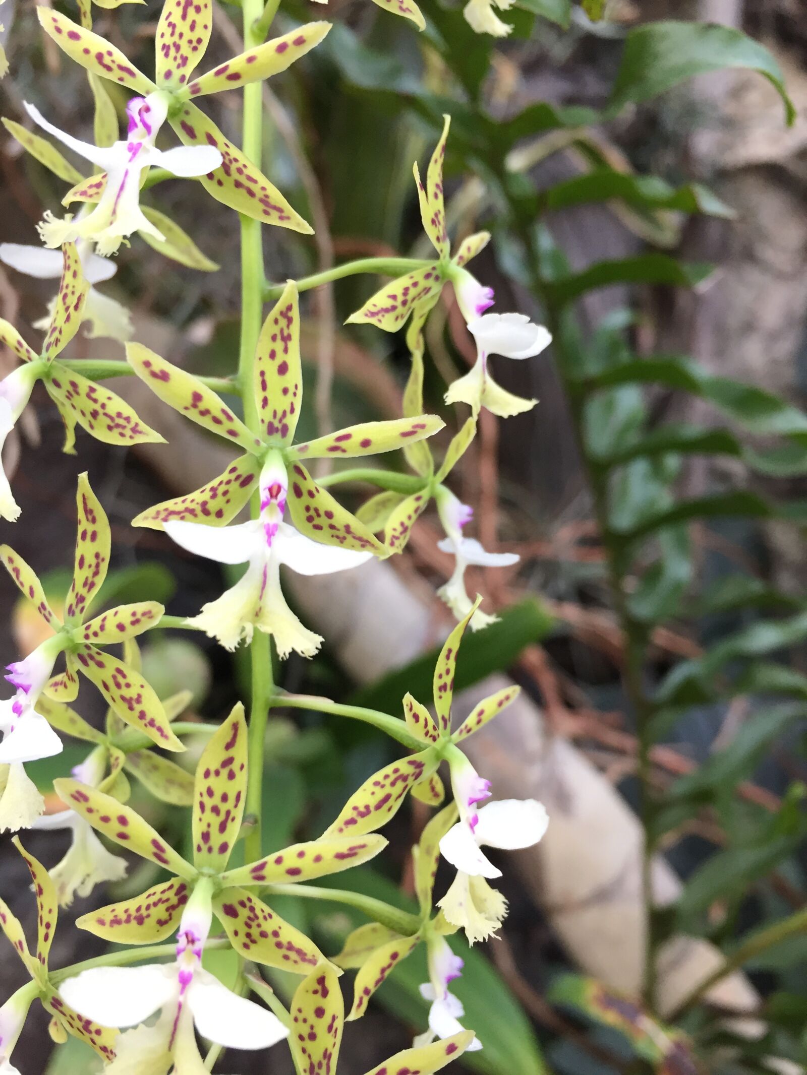 iPhone 6 back camera 4.15mm f/2.2 sample photo. Flower, fauna, blossom photography
