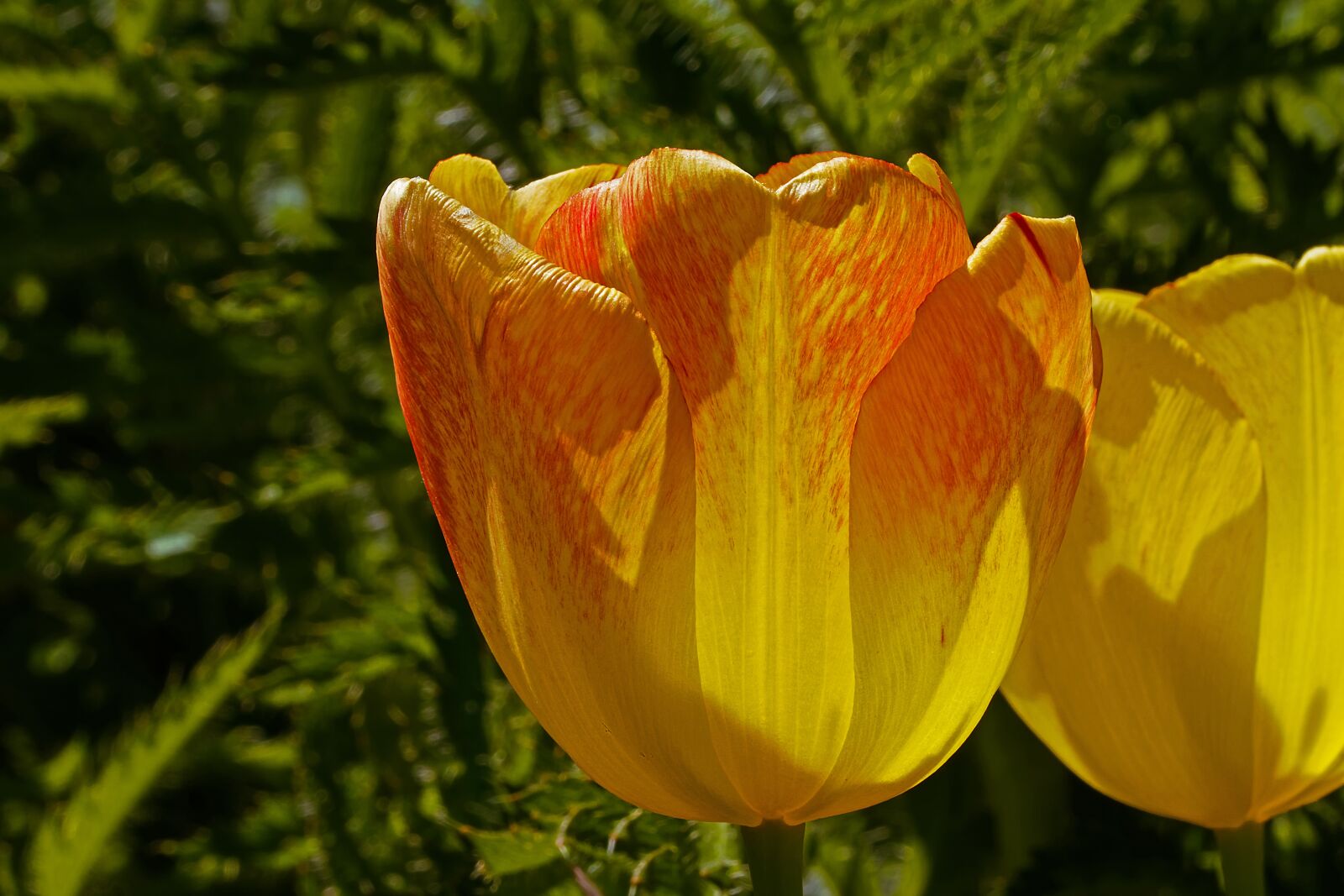 Canon EOS 7D sample photo. Tulip, yellow, red photography