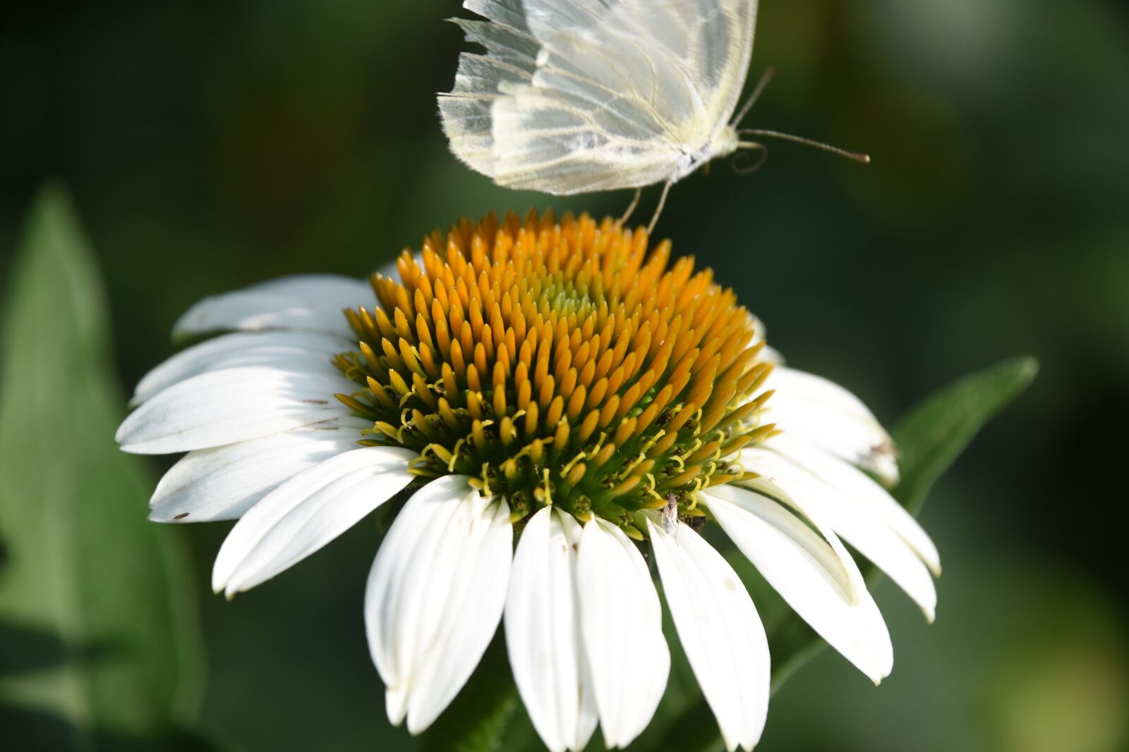 Nikon D7200 sample photo. Flowers, butterfly, afternoon photography