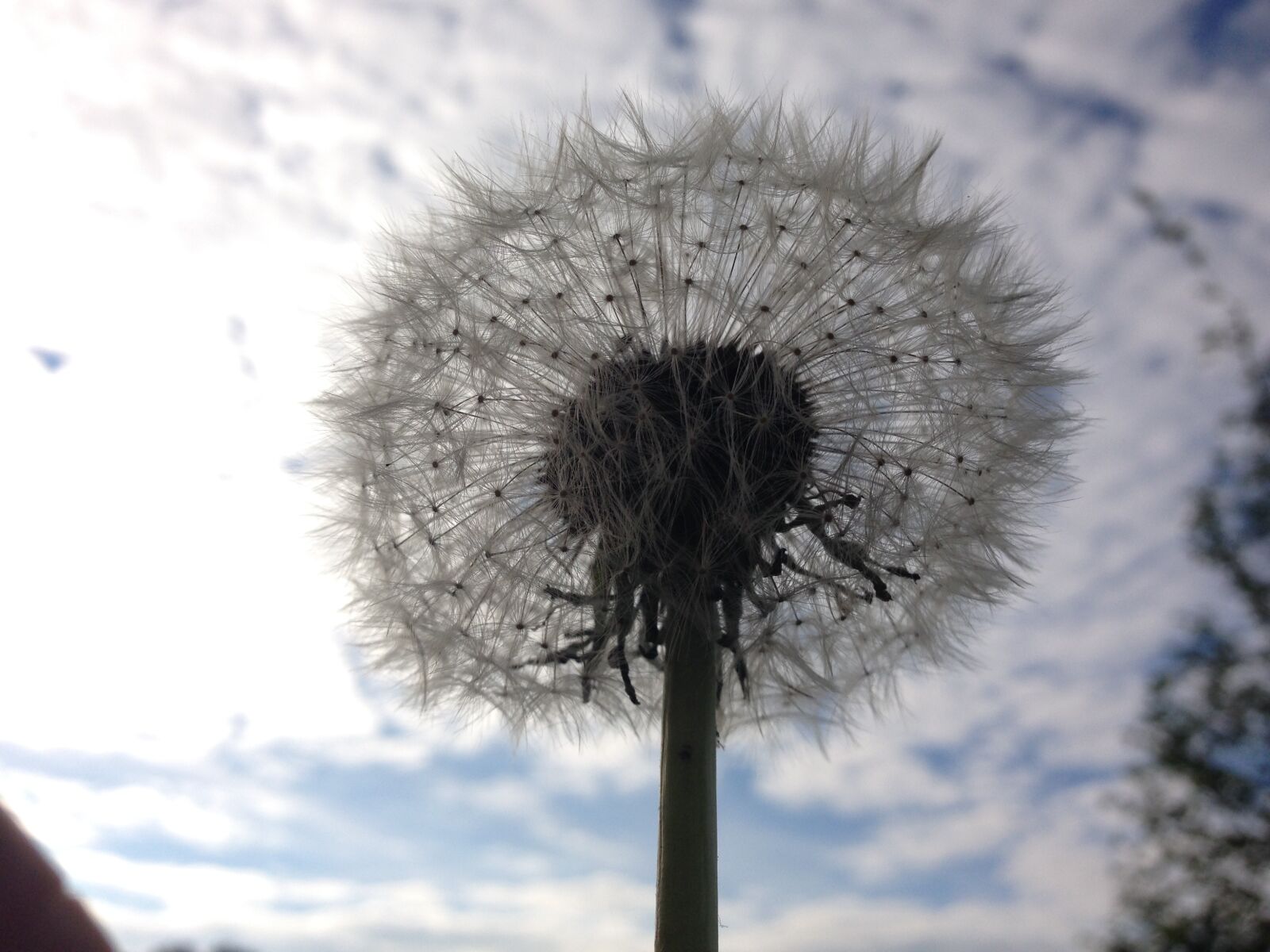 iPhone 5 back camera 4.12mm f/2.4 sample photo. Dandelion, mood, flower photography