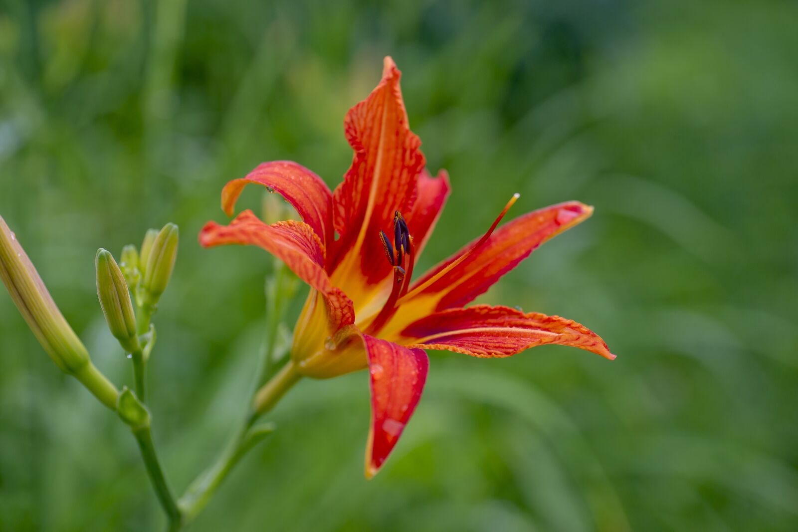 Sony Alpha DSLR-A850 sample photo. Nature, red lily, plants photography