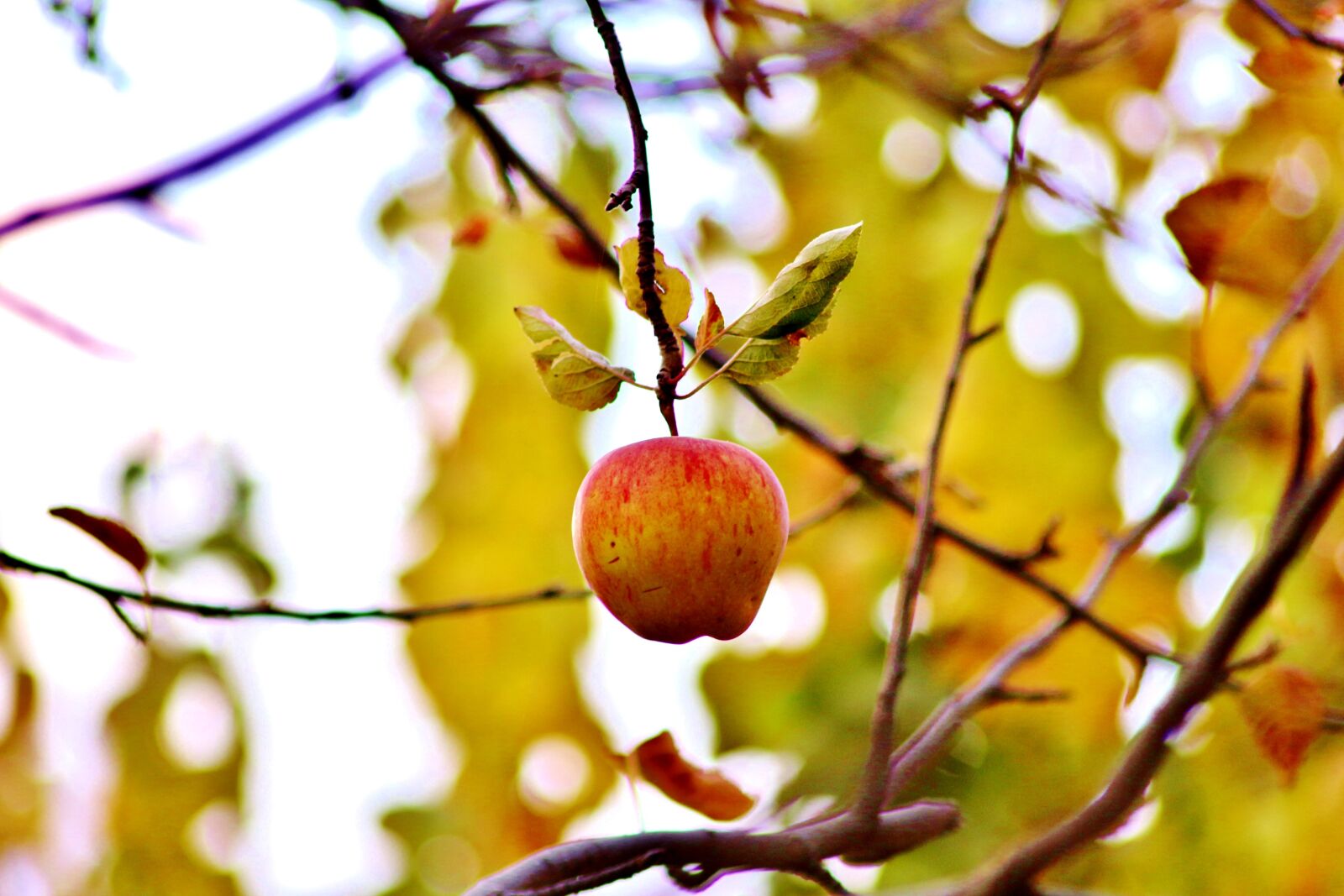 Canon EOS 700D (EOS Rebel T5i / EOS Kiss X7i) sample photo. Apple, green, red photography