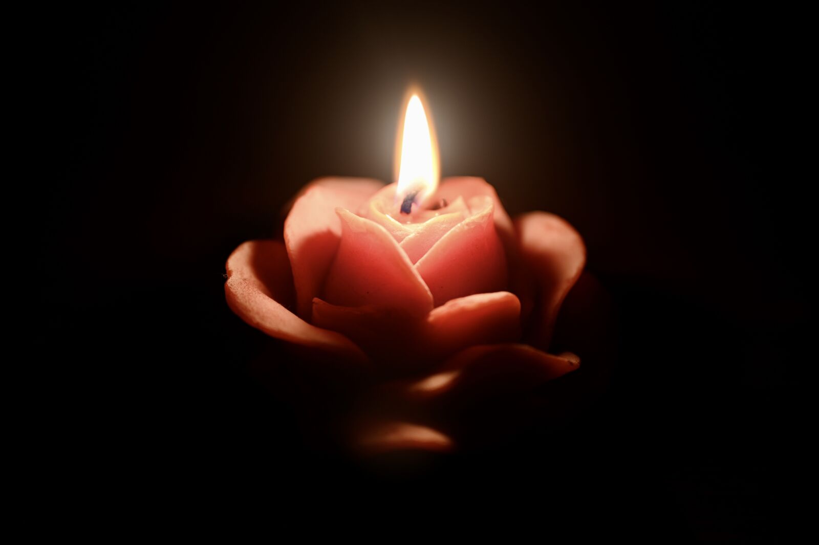 Nikon Z6 sample photo. Candlelight, candle, rose photography