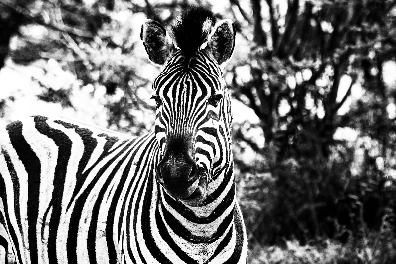 Nikon D7200 sample photo. Africa, wildlife, zebra photography
