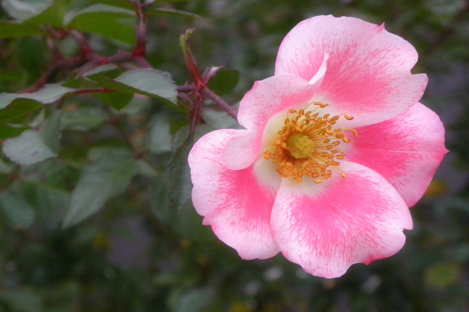 Nikon Coolpix P90 sample photo. Flowers, floral, pink photography