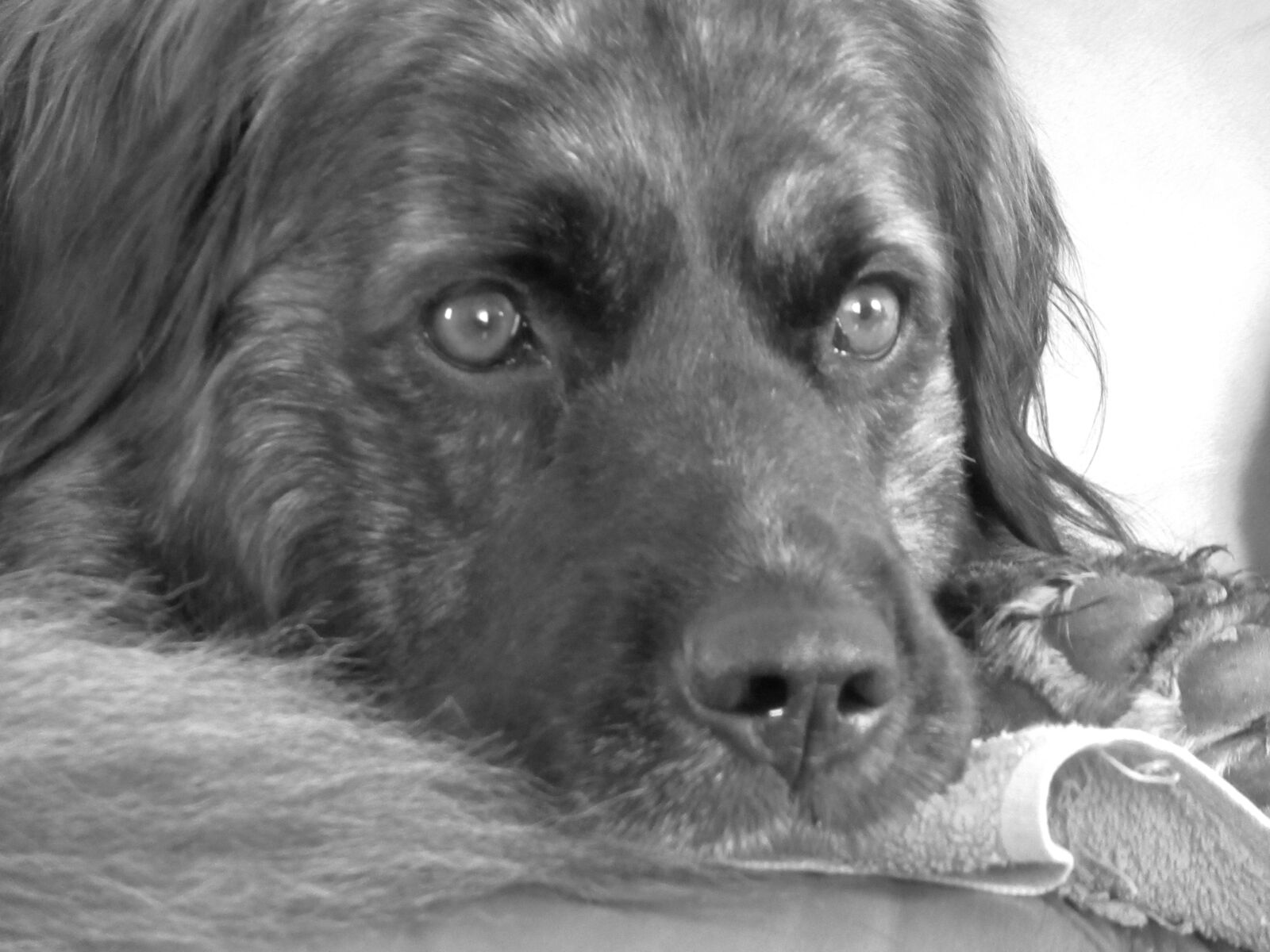 Canon PowerShot SX620 HS sample photo. Dog, cursinu, dog corse photography
