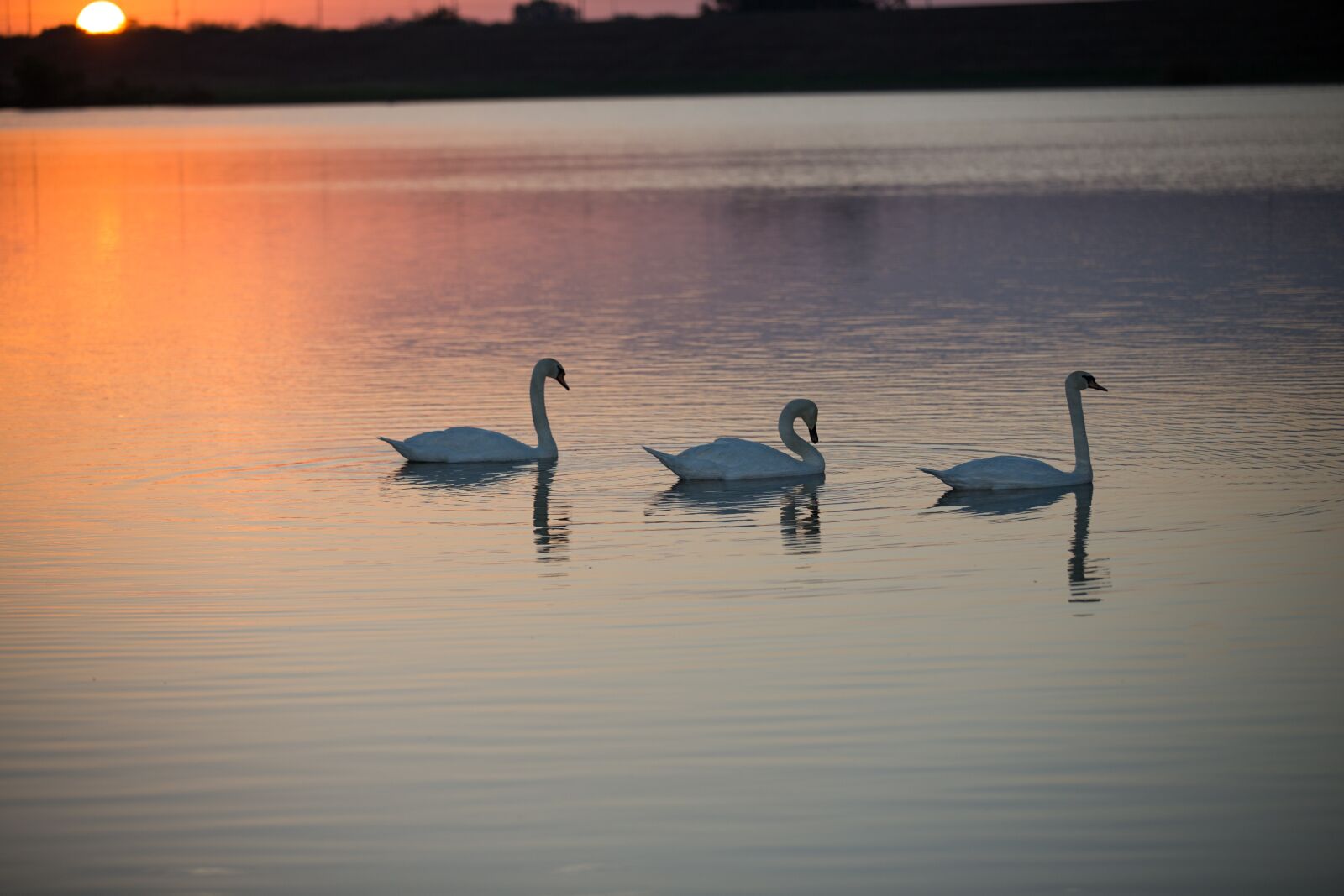 Canon EOS 6D sample photo. Water, bird, lake photography