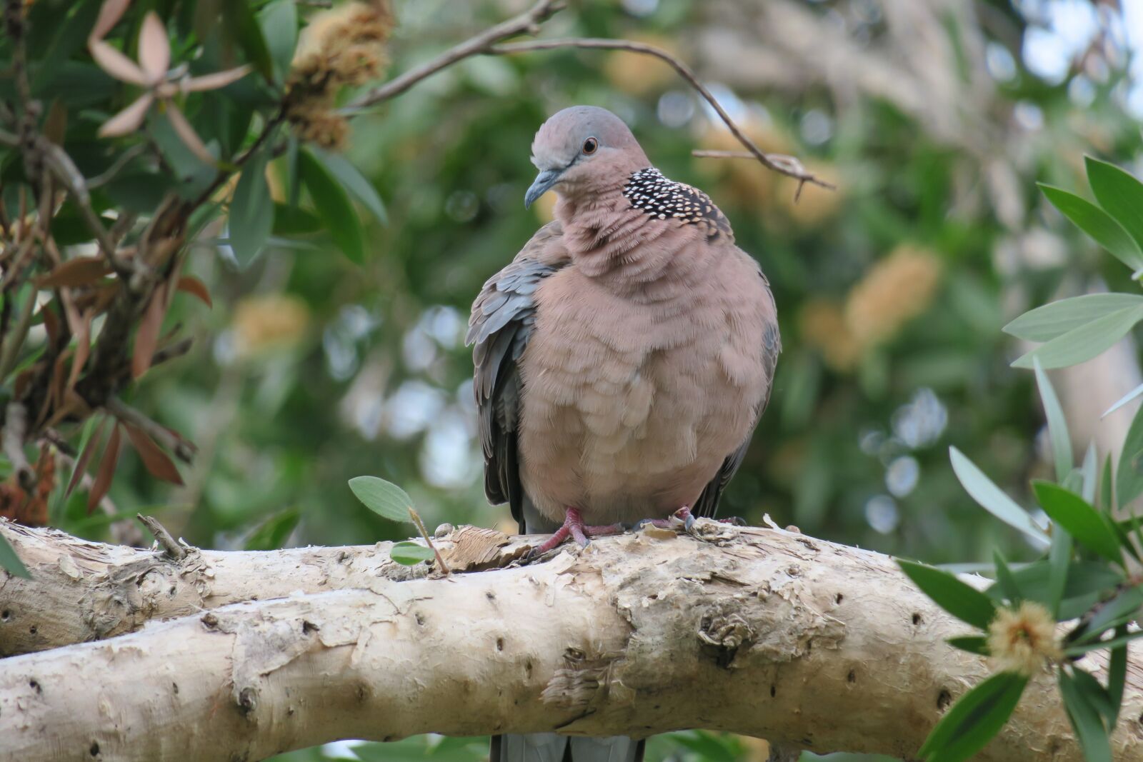 Canon PowerShot G3 X sample photo. Bird, ikaruga, hong kong photography