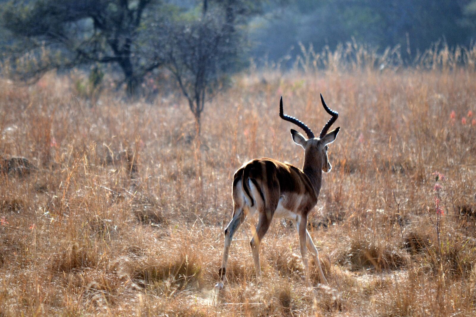 Nikon D3100 sample photo. Springbok, early morning, wildlife photography