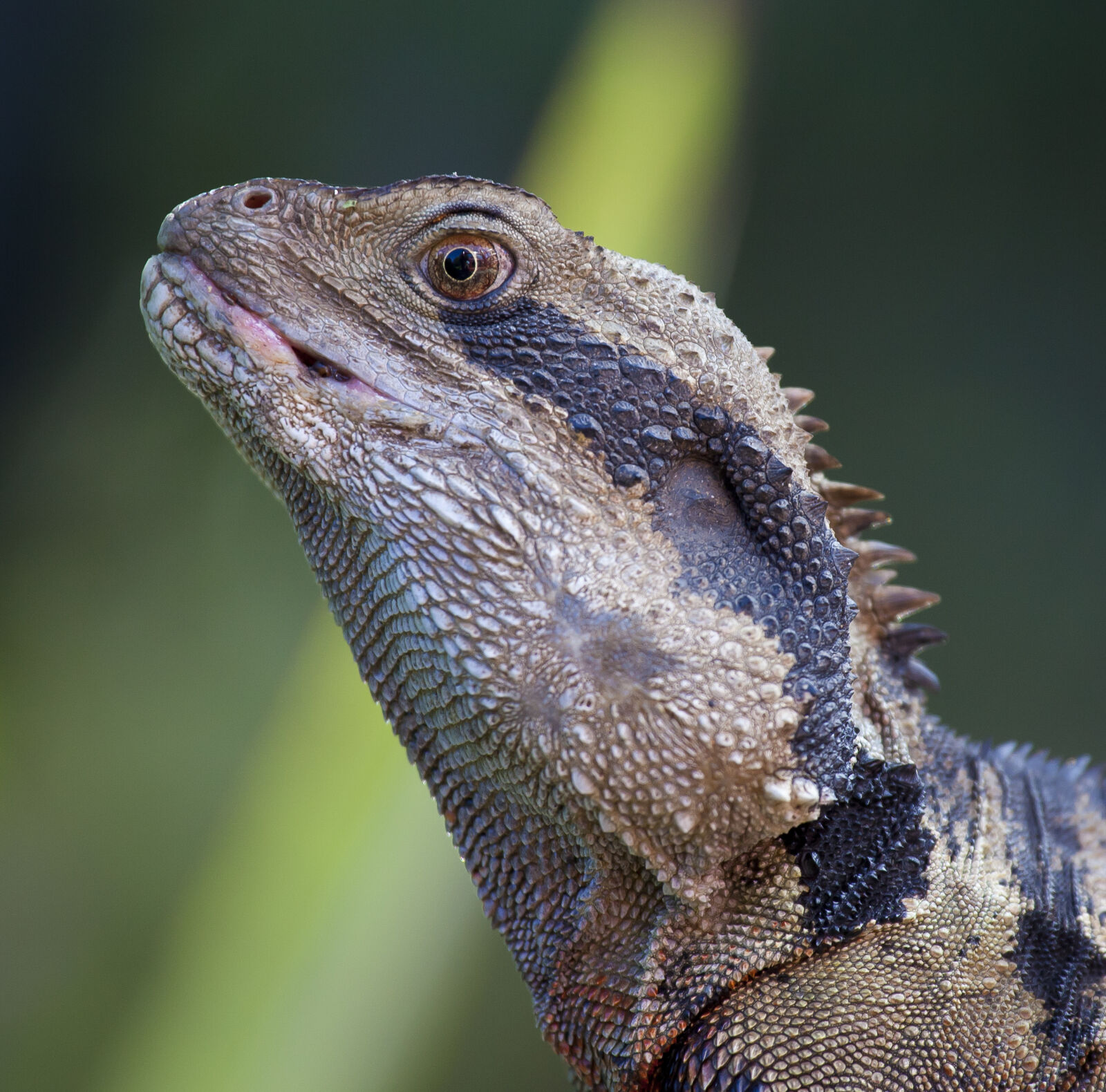 Canon EF 70-200mm F4L USM sample photo. Nature, australia, water, dragon photography
