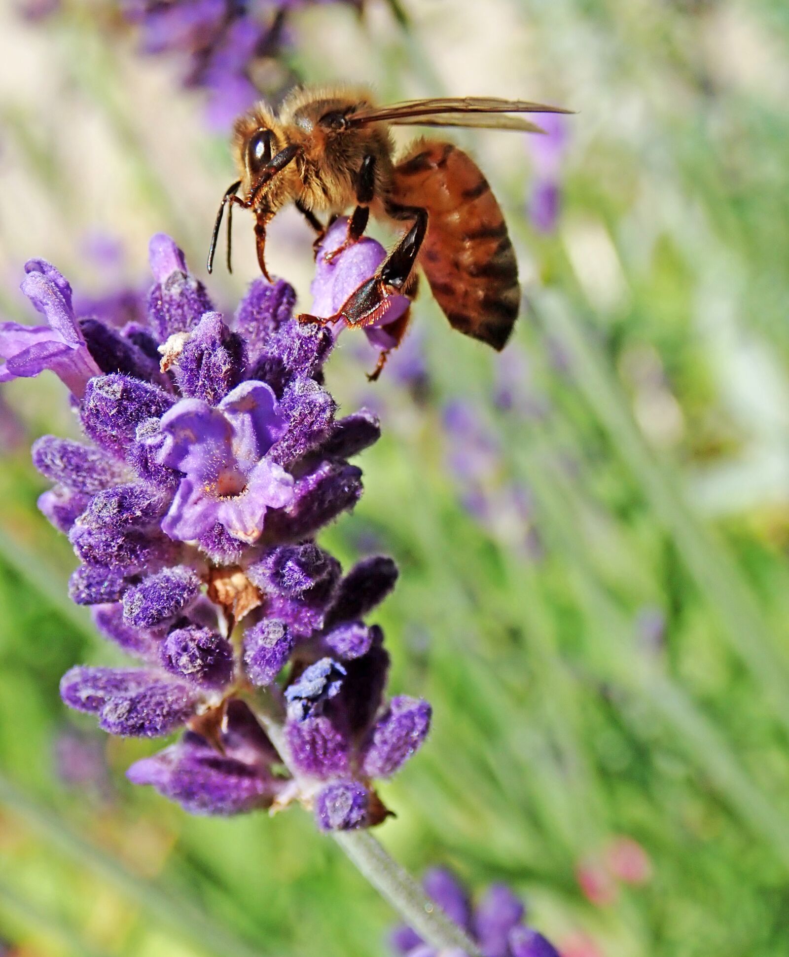 Olympus TG-5 sample photo. Bee, insect, pollen photography
