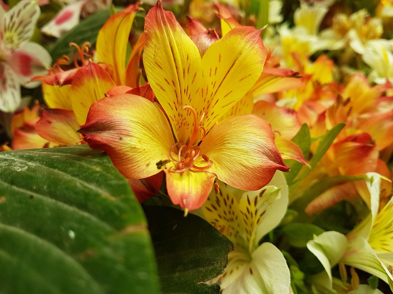 Samsung Galaxy S7 Edge sample photo. Nature, flora, leaf photography