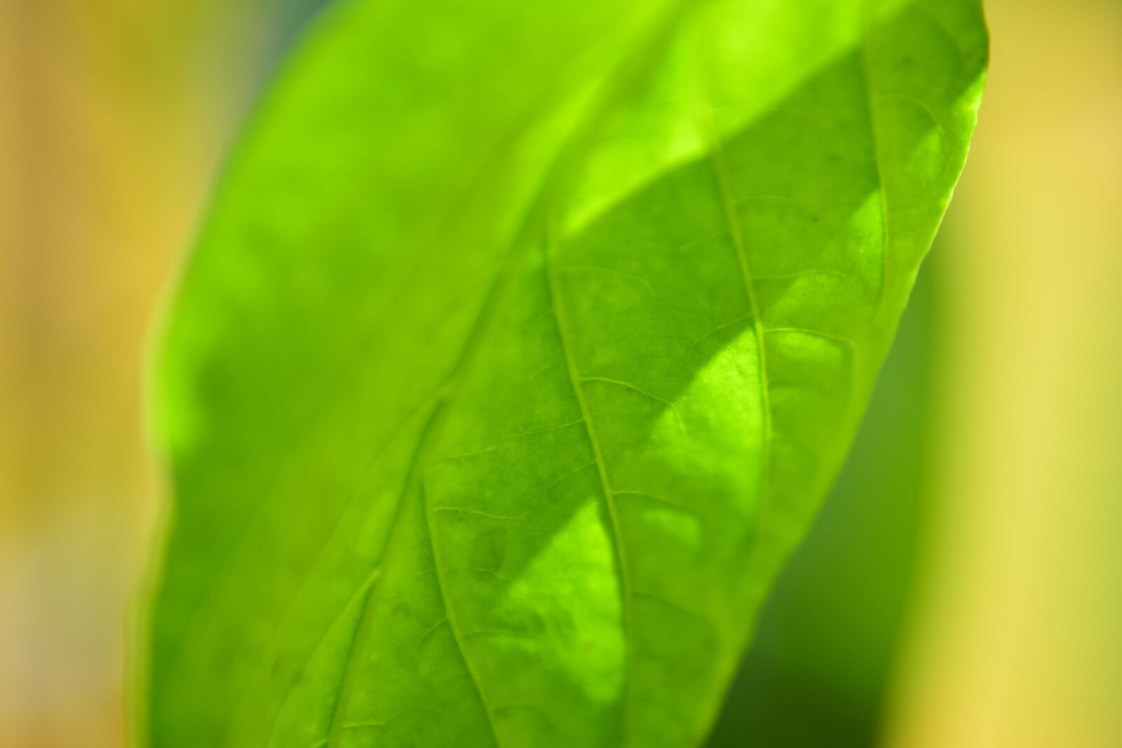 Nikon D7200 sample photo. Leaf, paprika, food photography