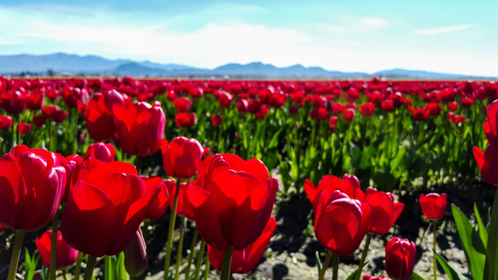 Samsung Galaxy S6 sample photo. Tulips, red, tulip field photography