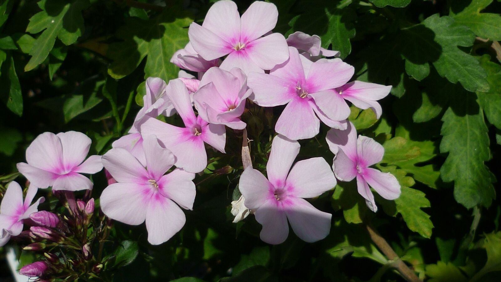 Panasonic Lumix DMC-FS6 sample photo. Phlox, flower, garden photography