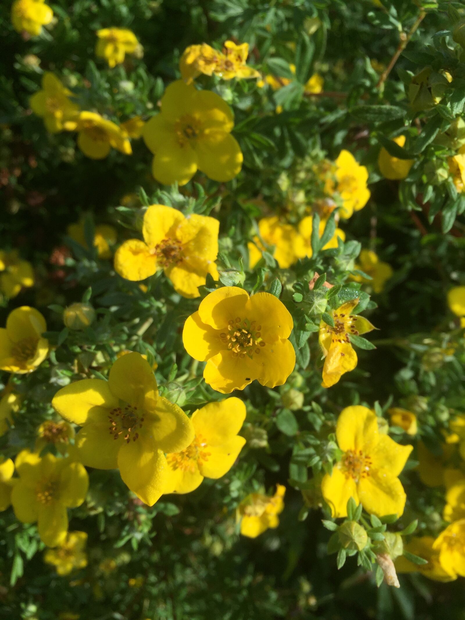 Apple iPhone 6 sample photo. Garden, summer, flowers photography