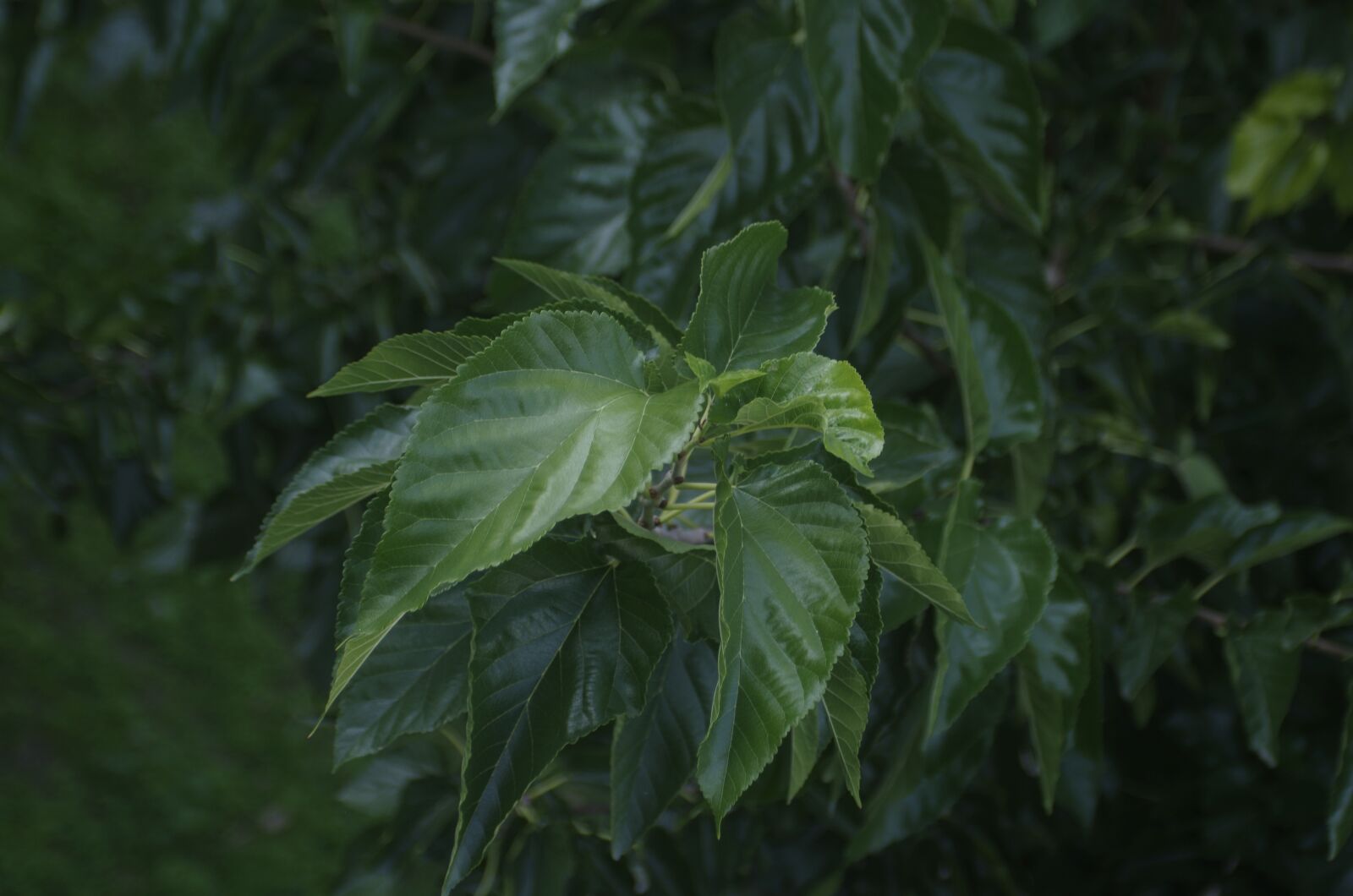 Pentax K-50 sample photo. Plant, nature, flower photography