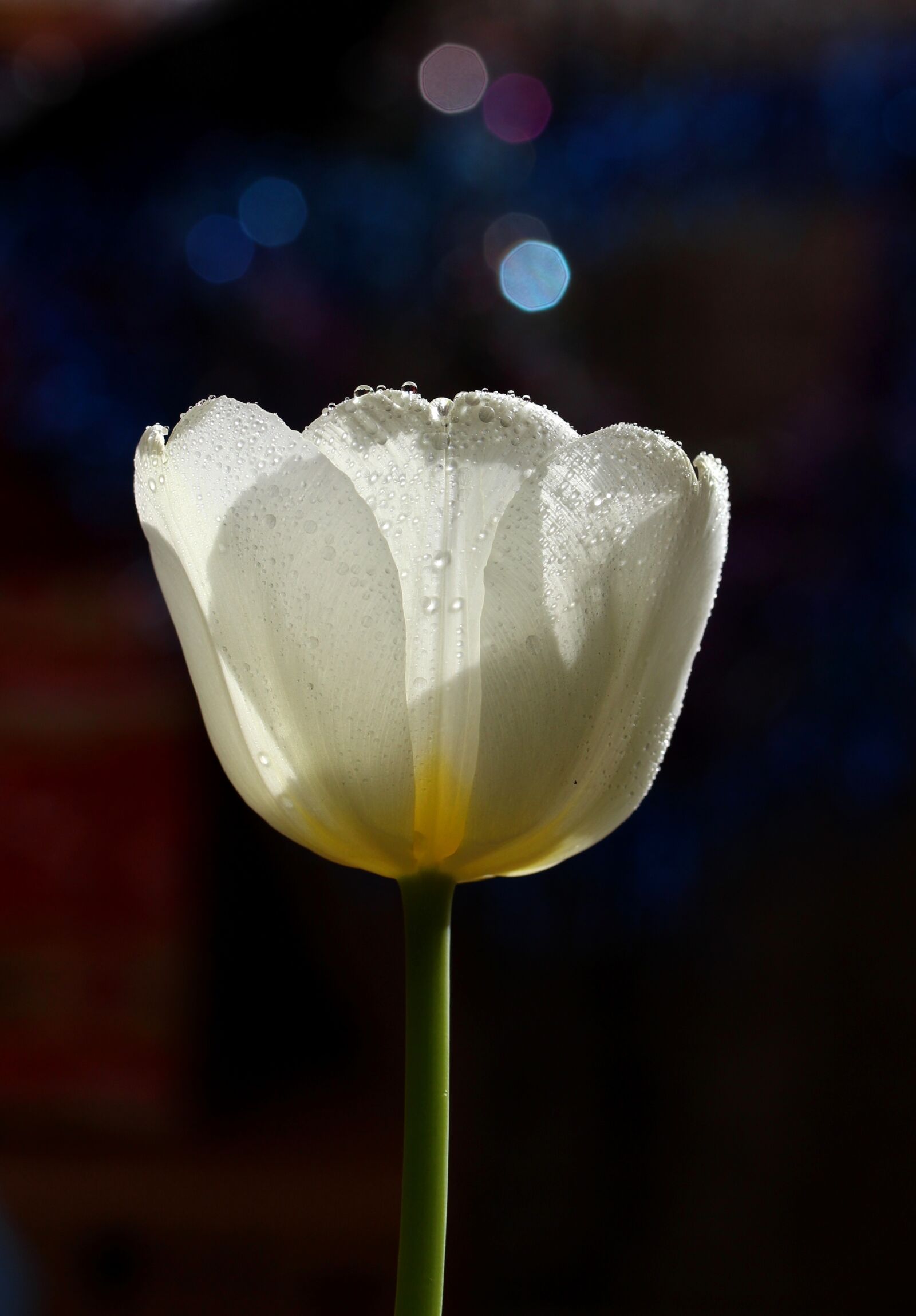 Canon EOS 700D (EOS Rebel T5i / EOS Kiss X7i) sample photo. Tulip, white, drops photography