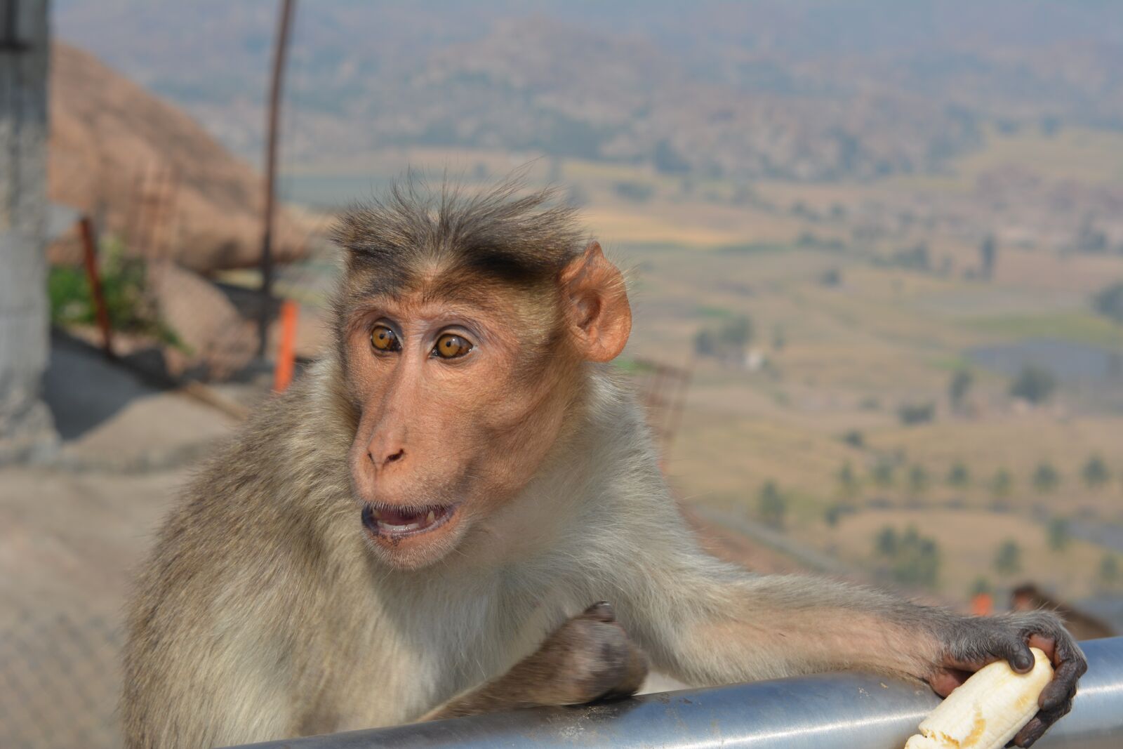 Nikon D5200 sample photo. Monkey, nature, hungry photography