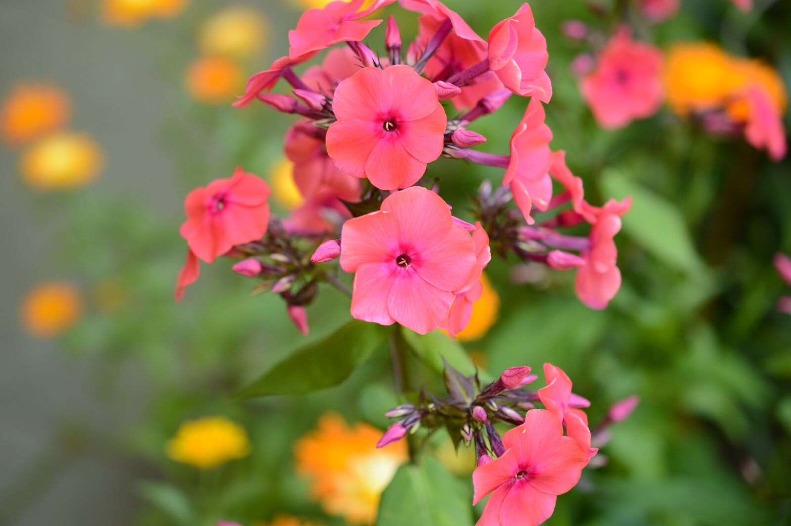 Nikon D3200 sample photo. Geranium, blossom, pink photography