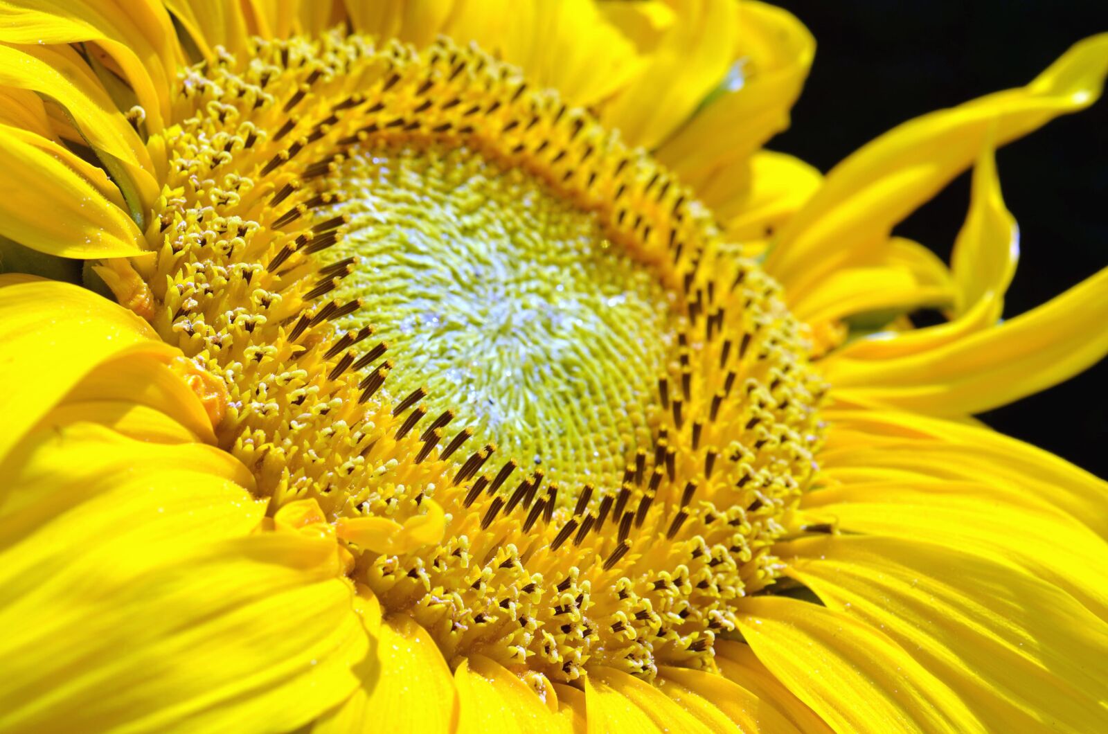 Nikon D5100 sample photo. Sunflower, flower, flowering, petal photography