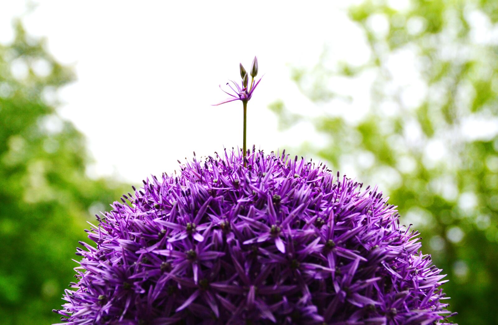 Nikon D3100 sample photo. Ornamental onion, flower, purple photography