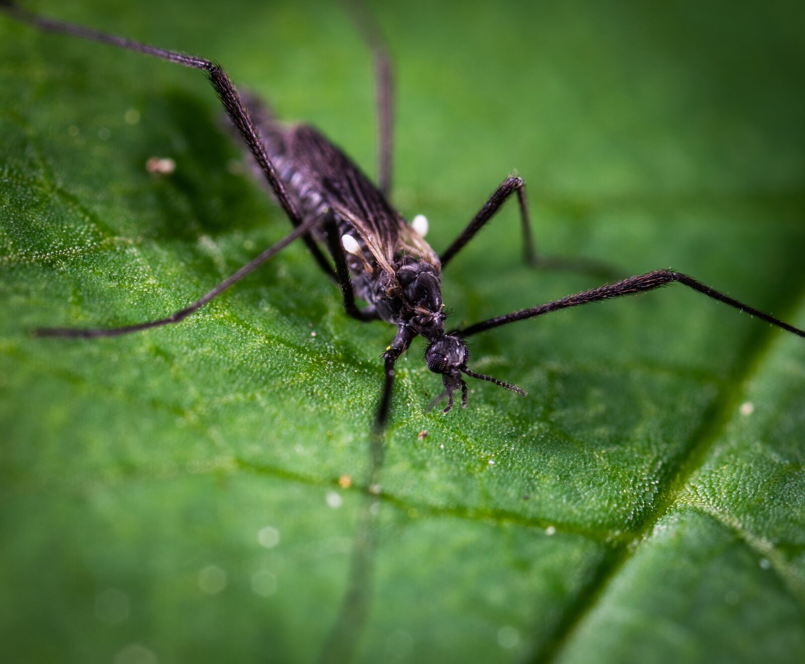 #124 65/2.8 sample photo. Insect, sheet photography