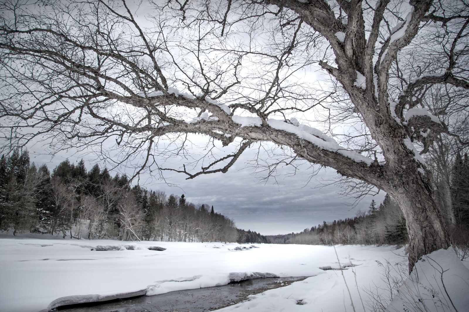 Canon EOS 6D + Canon EF 24-105mm F4L IS USM sample photo. Winter, snow, tree photography