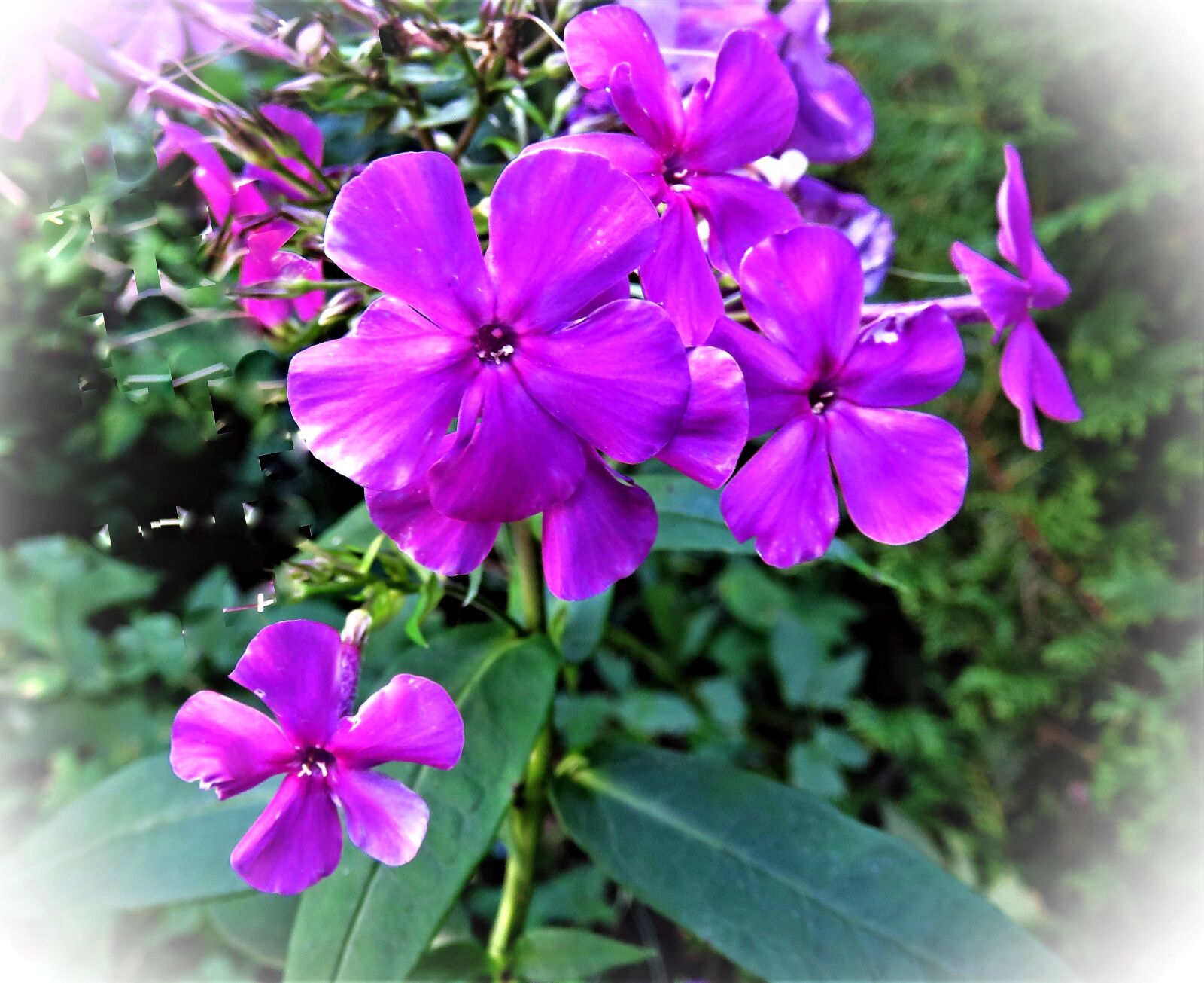 Canon PowerShot SX710 HS sample photo. Plant, flower, phlox photography