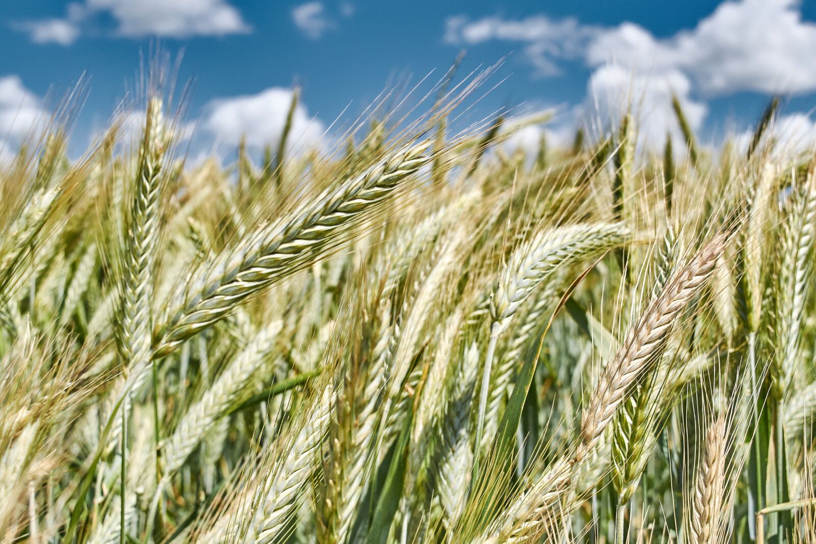 Nikon D5300 sample photo. Wheat, bread, cereal photography