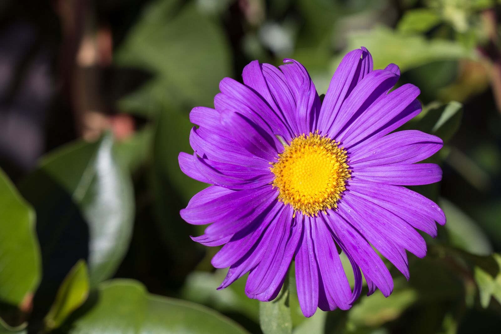Nikon D7100 sample photo. Marguerite, purple, violet photography