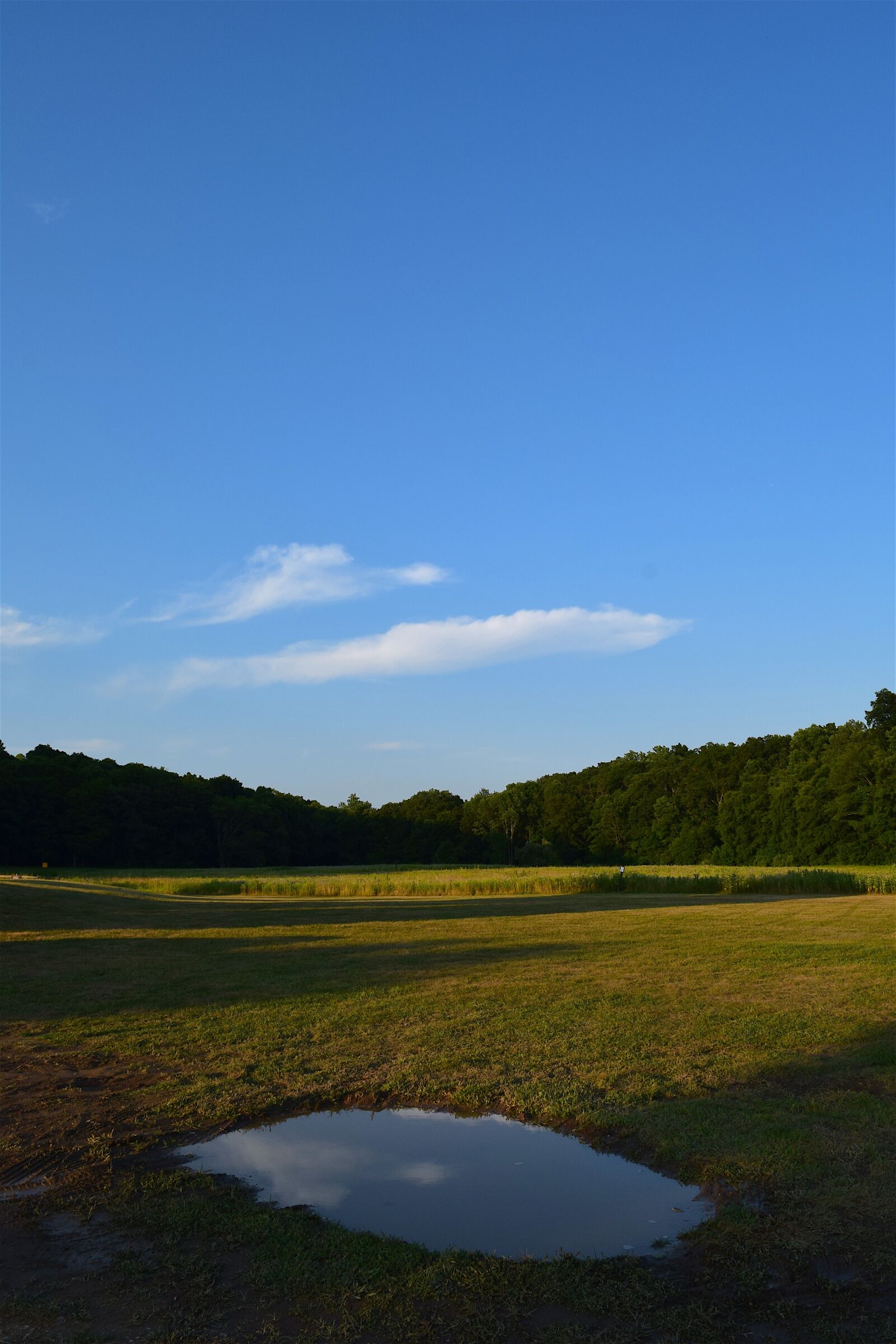 Nikon D3300 sample photo. Field, summer, nature photography