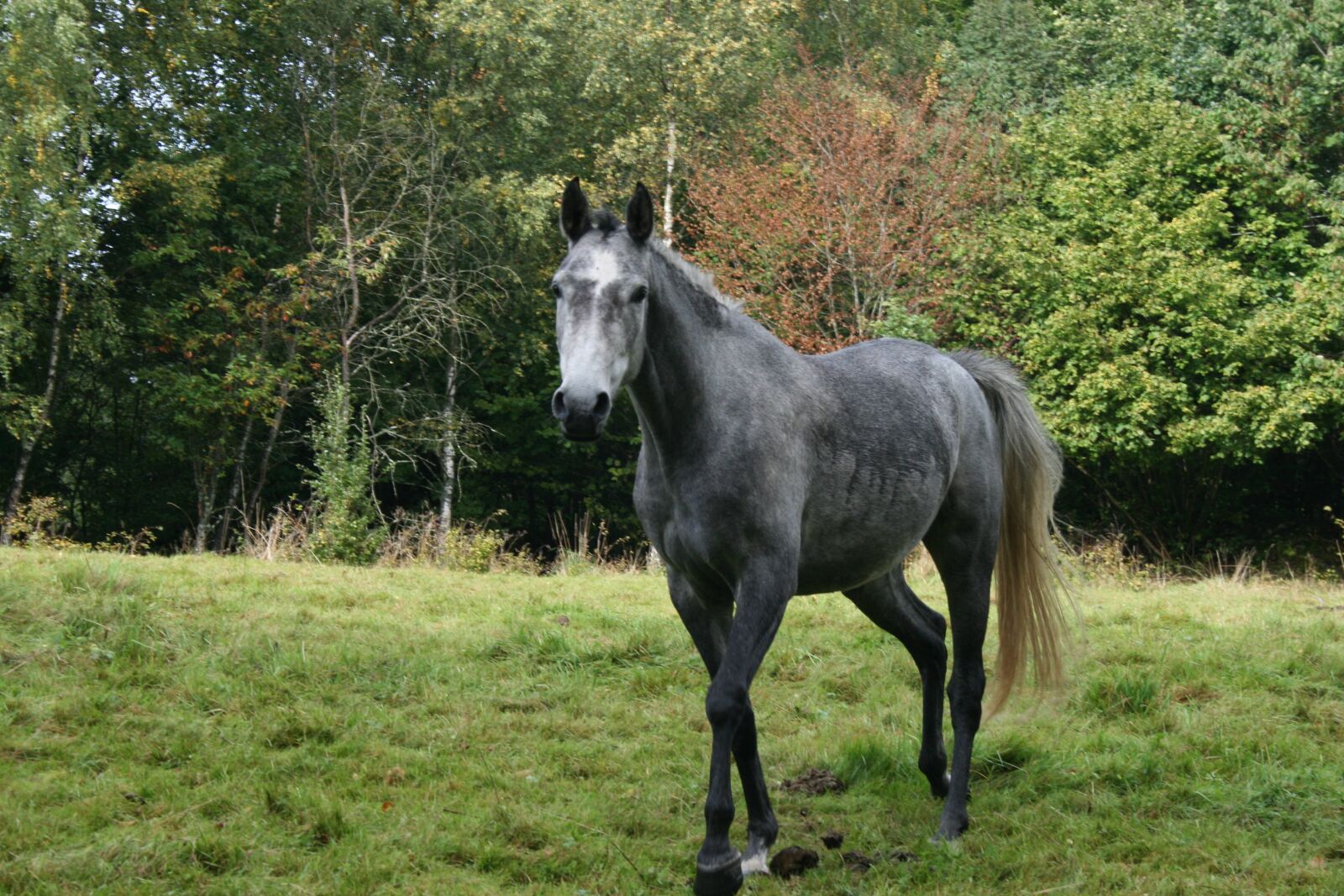Canon EOS 400D (EOS Digital Rebel XTi / EOS Kiss Digital X) sample photo. Horse, the horse, animals photography