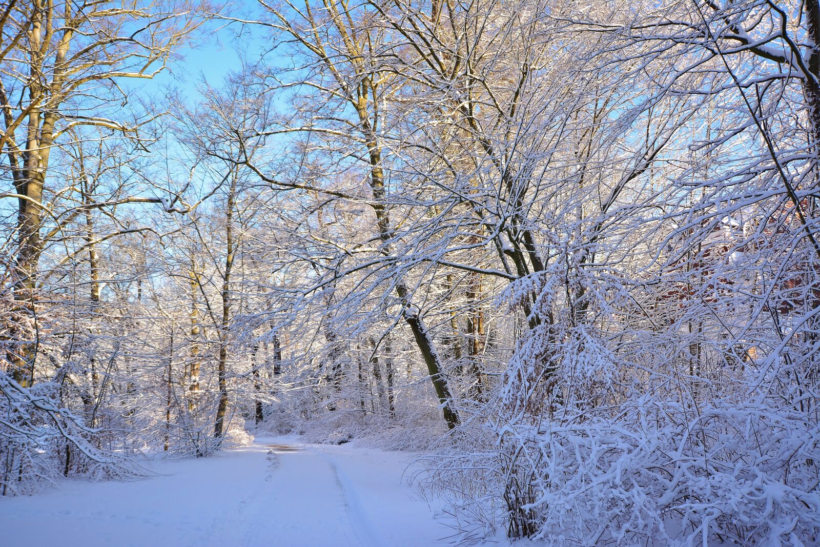 Nikon D5200 sample photo. Wintry, park, greiz photography