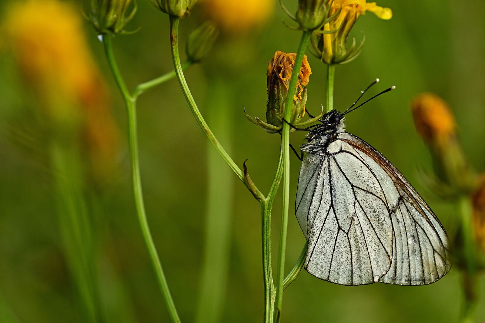 Nikon D5200 sample photo. Butterfly, tree white, close photography