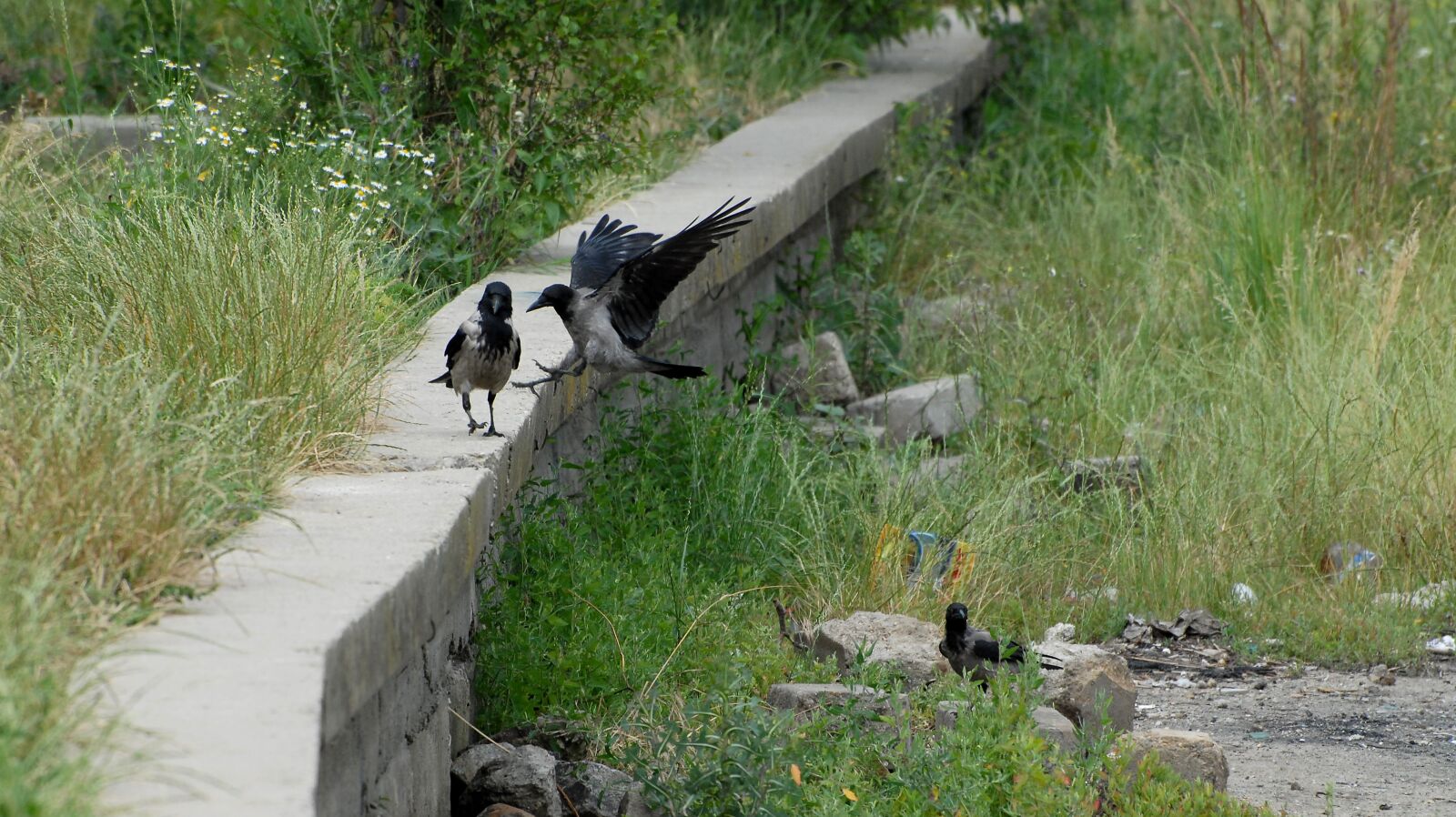 Nikon D200 sample photo. Crow, birds, raven photography