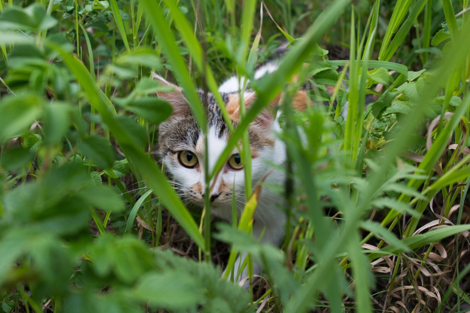 Nikon D7100 sample photo. Cat, sneaks, hunter photography