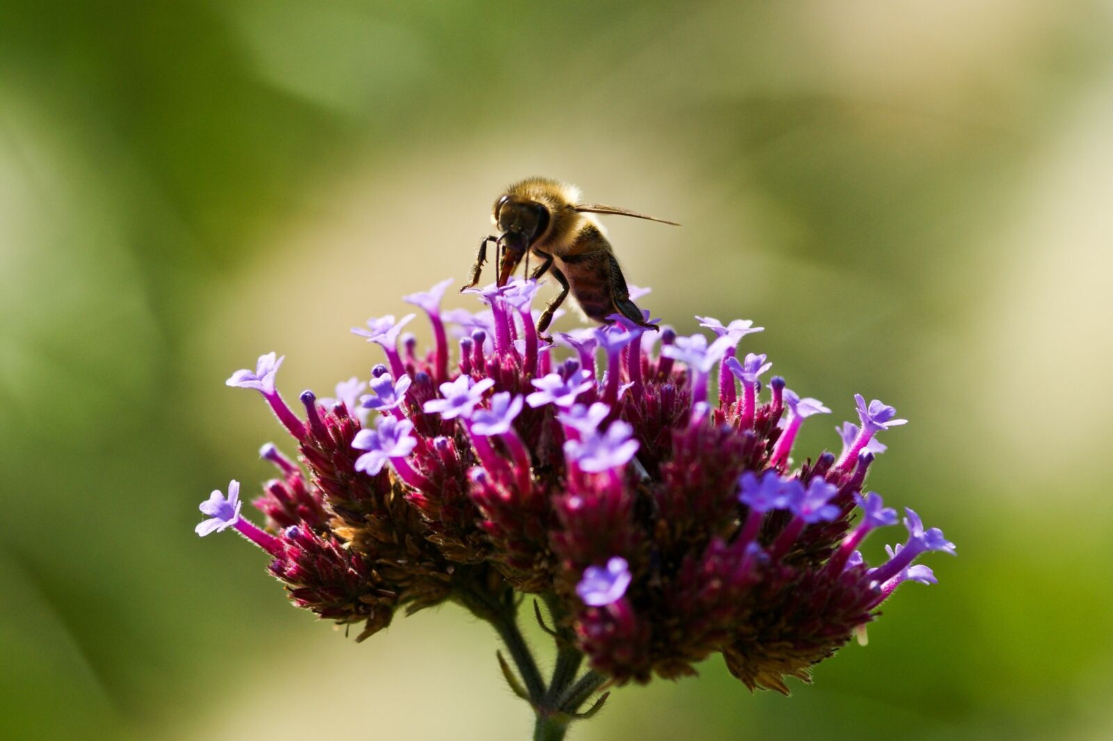Sony Alpha DSLR-A350 sample photo. Insect, bee, nature photography
