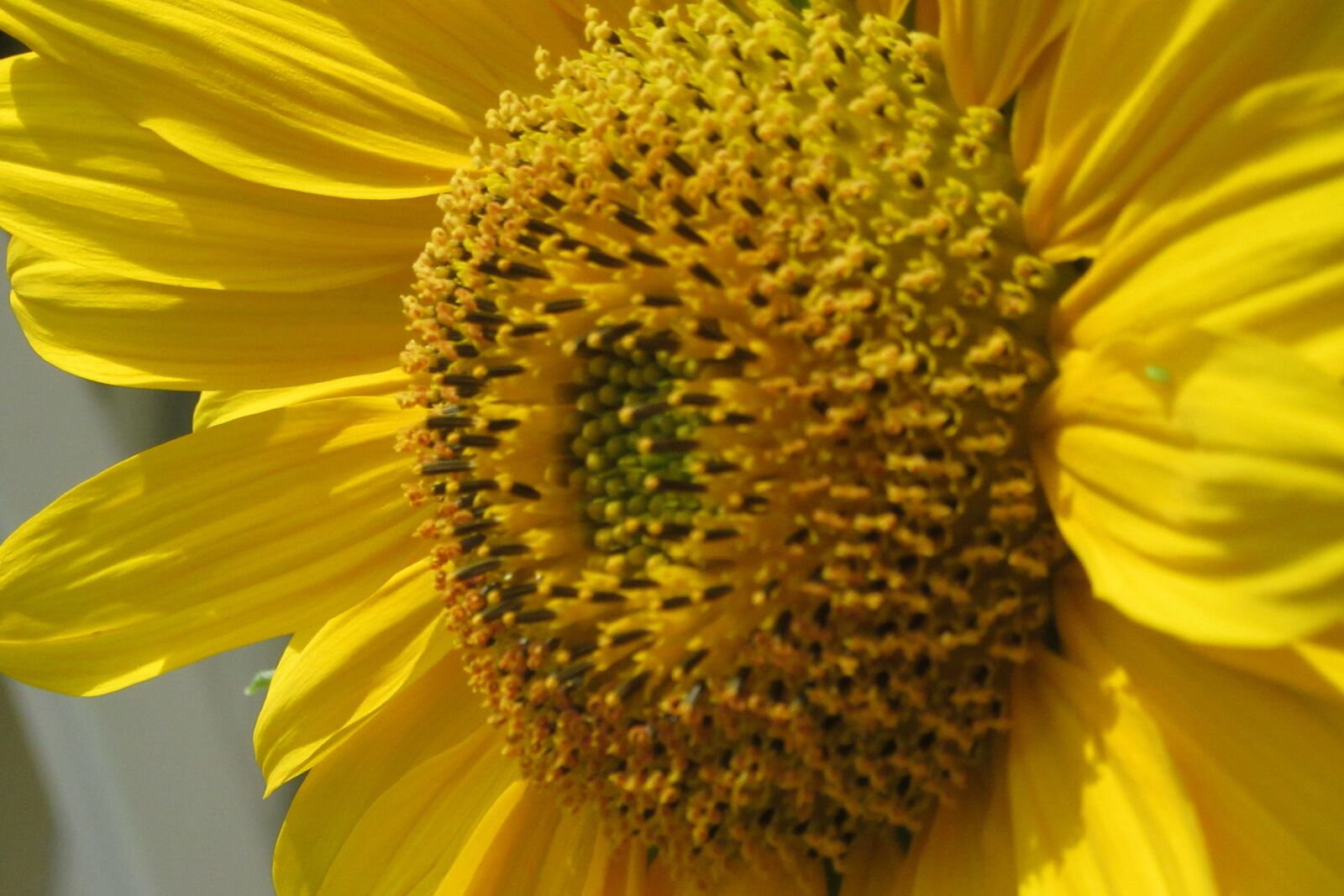 Canon PowerShot SX610 HS sample photo. Sunflower, close up, yellow photography