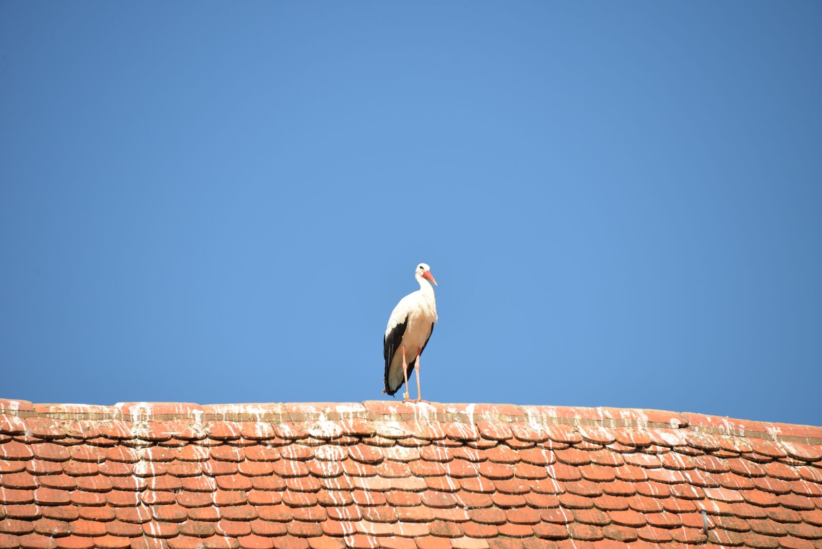 Nikon D600 sample photo. Stork, bird, animal photography