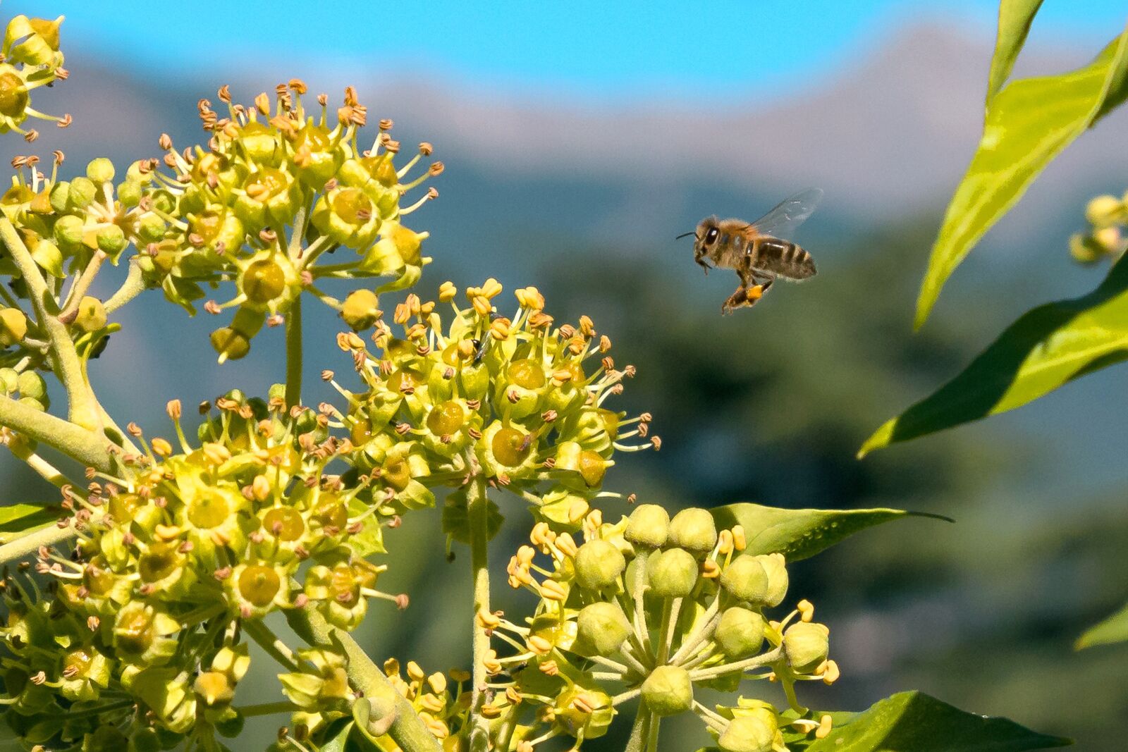 Canon EOS 70D + Canon EF 24-105mm F4L IS USM sample photo. Bee, pollen, honey bee photography