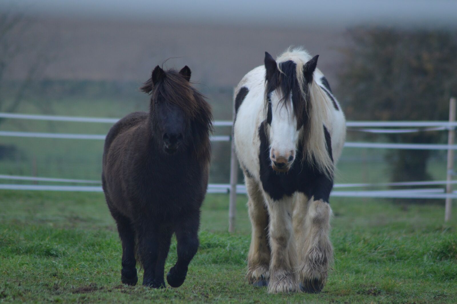 Nikon D3200 sample photo. Horses, prairie, field photography