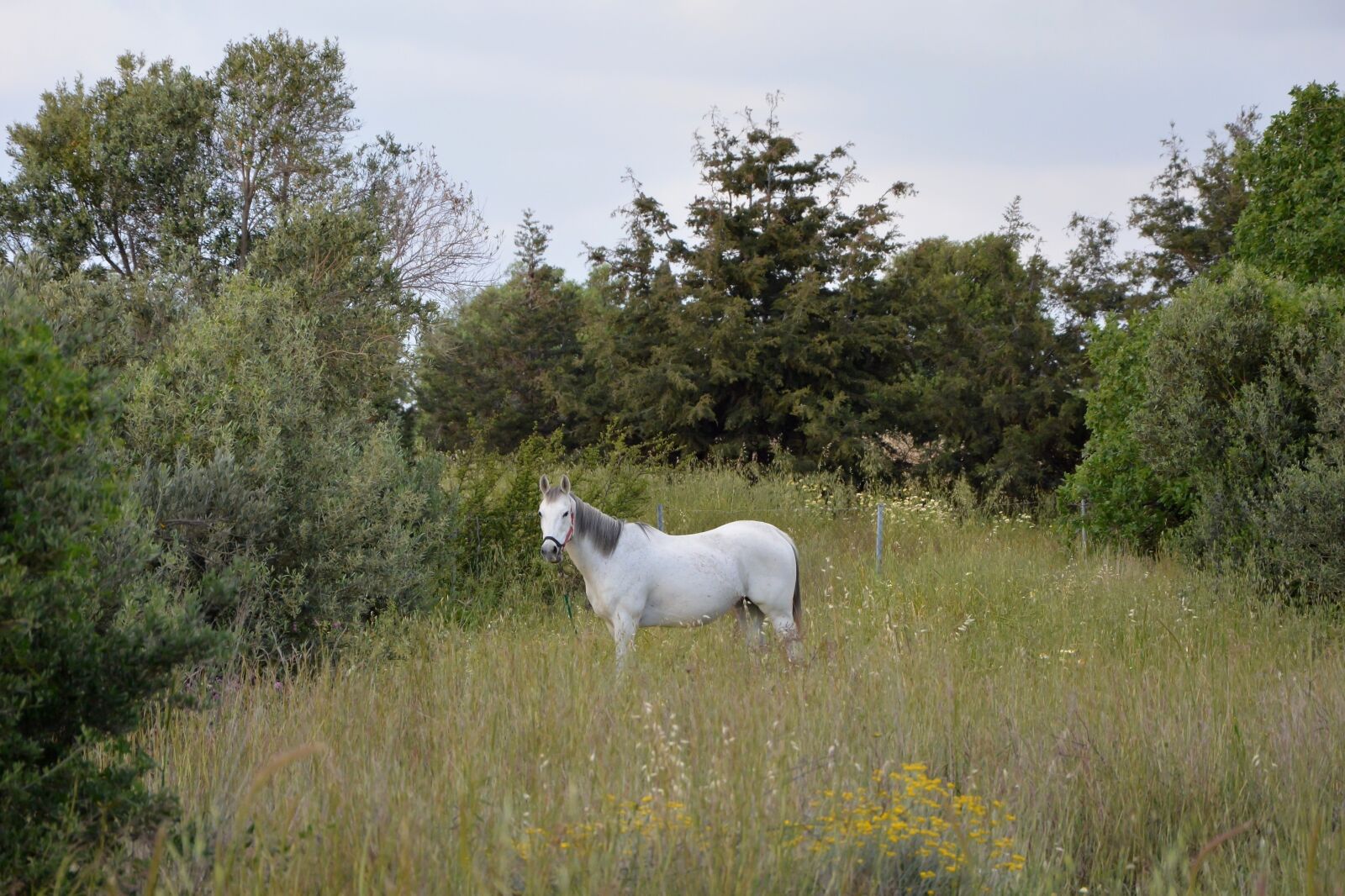 Nikon D5200 sample photo. Horse, nature, meadow photography