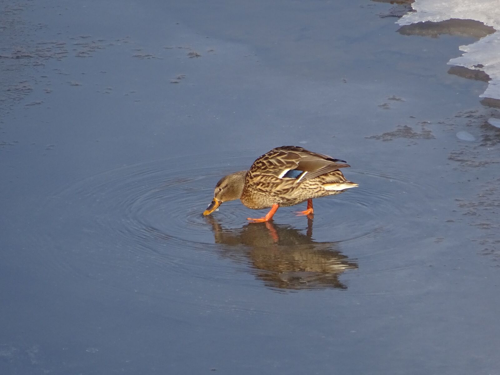 Sony Cyber-shot DSC-WX350 sample photo. Duck, drinks, ice photography