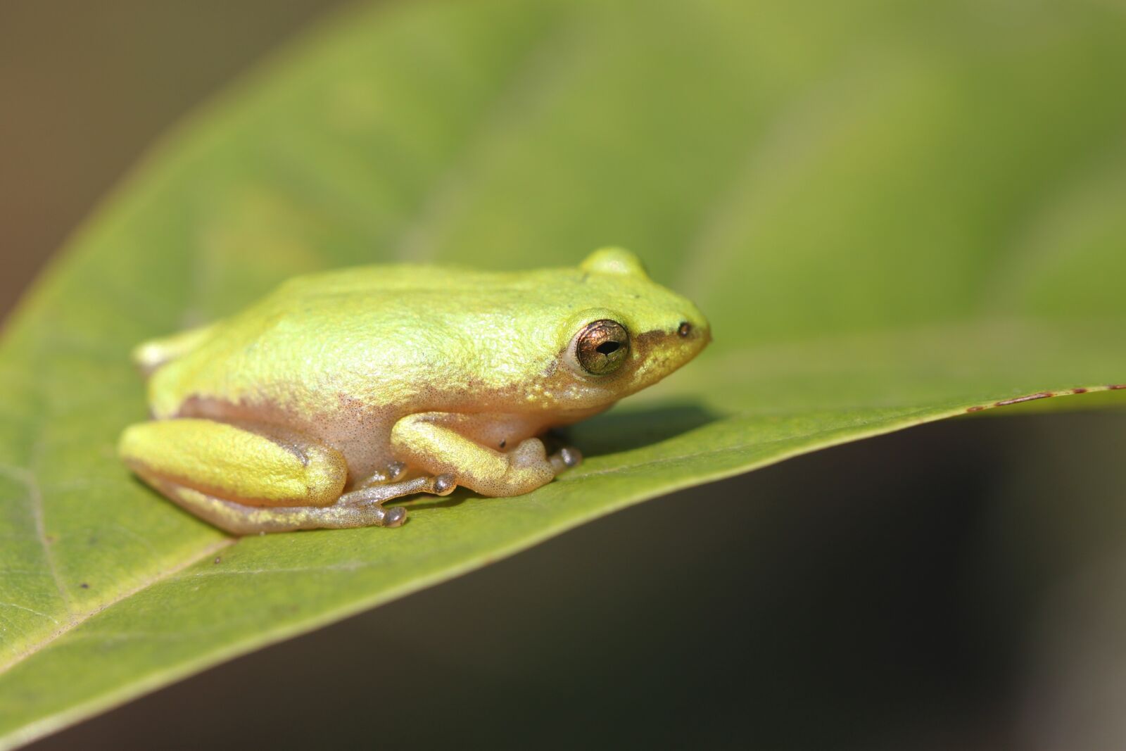 Canon EOS 500D (EOS Rebel T1i / EOS Kiss X3) sample photo. Frog, durban, south africa photography
