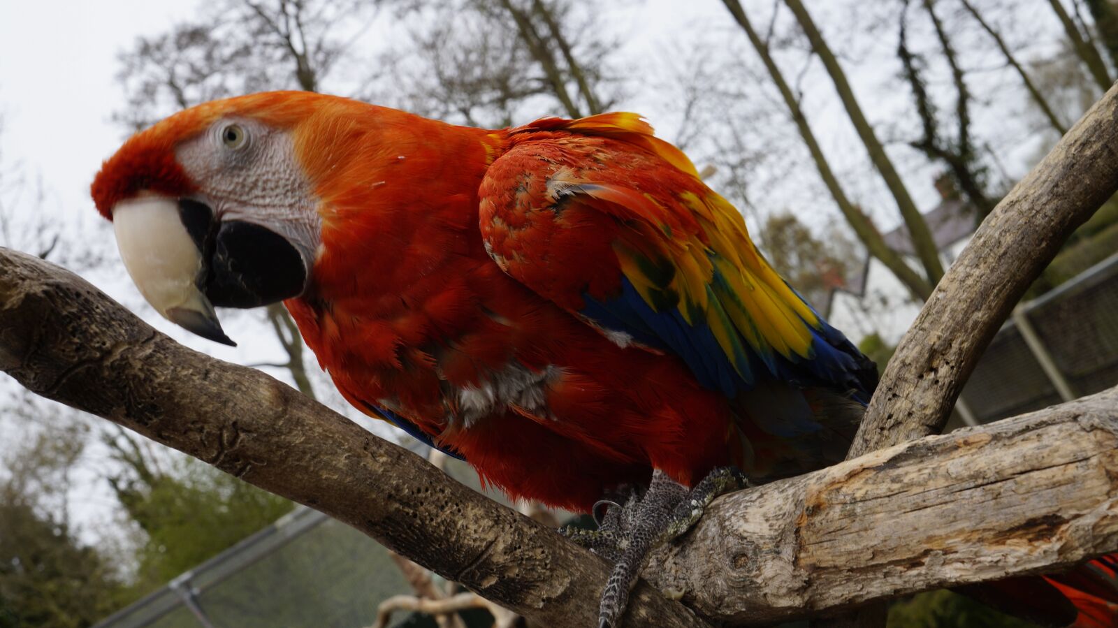 Sony Alpha a3000 sample photo. Parrot, bird, animal photography