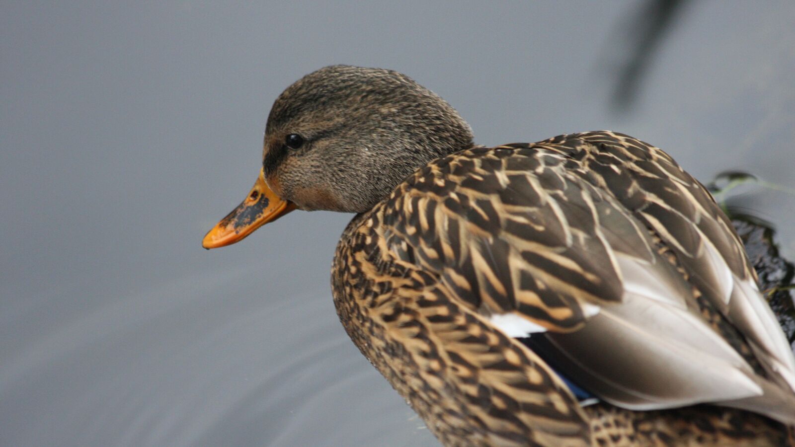 Canon EOS 40D sample photo. Duck, bird, water photography