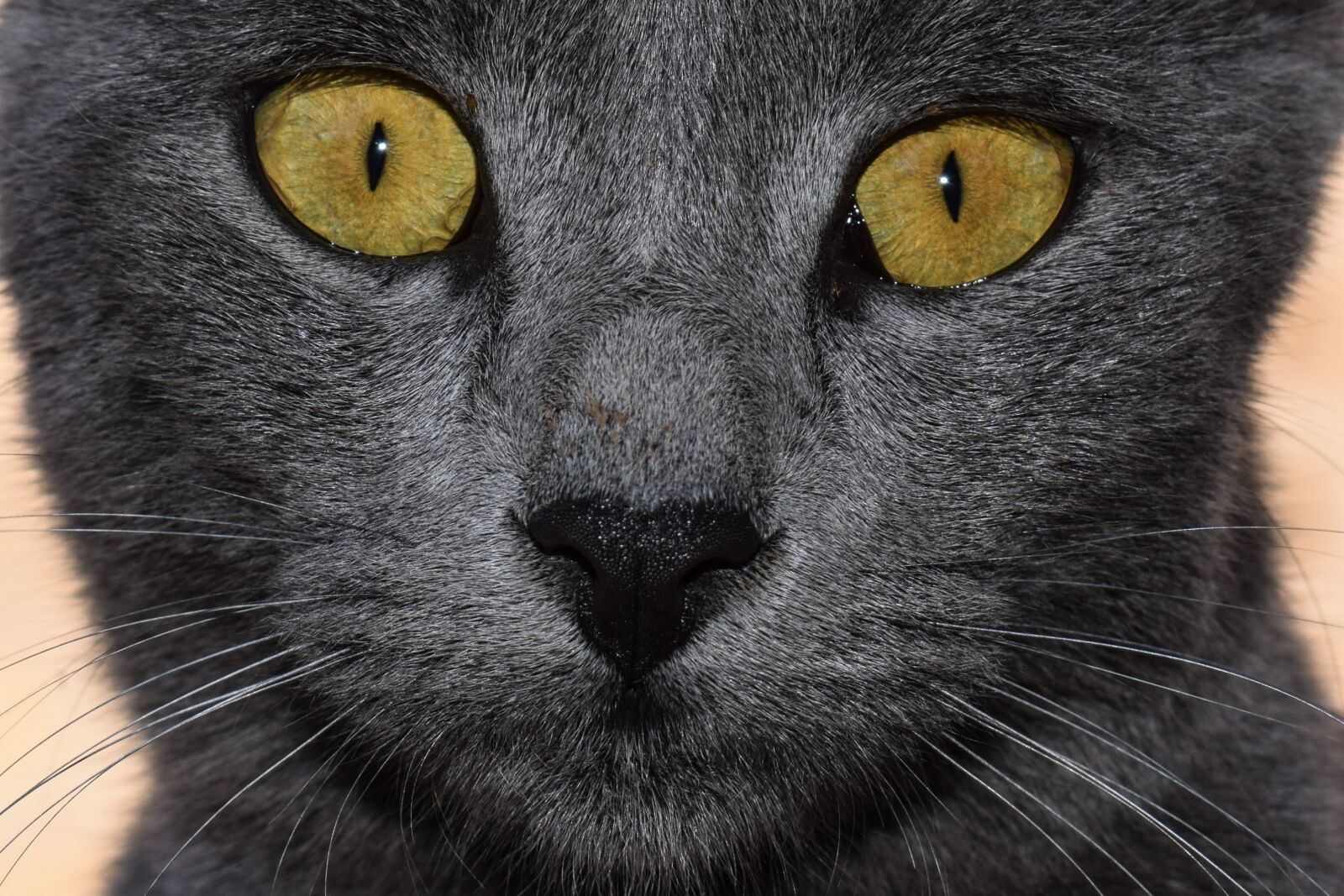 Nikon D3300 sample photo. Cat, grey, eyes photography