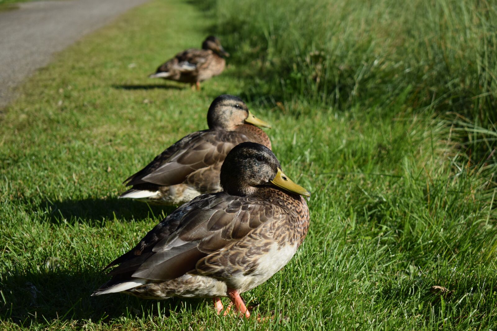 Nikon D3300 sample photo. Ducks, birds, beak photography